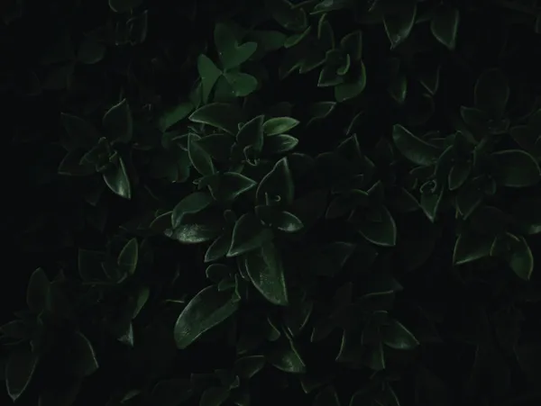 img of Executive mentorship programs: what separates credible from generic